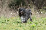PETIT CHIEN LION 264
